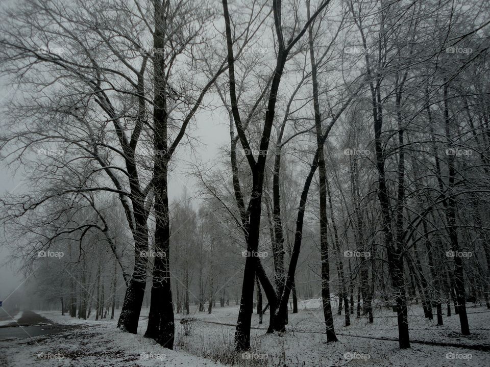 Winter, Snow, Fog, Mist, Tree