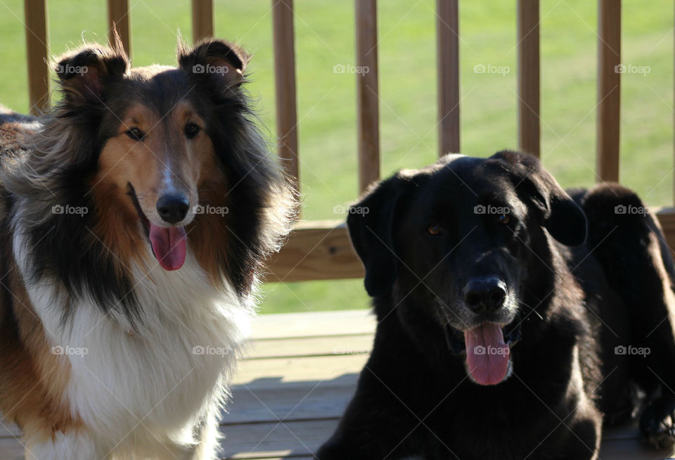 Close-up of two dogs