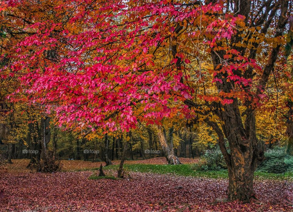 autumn red tree