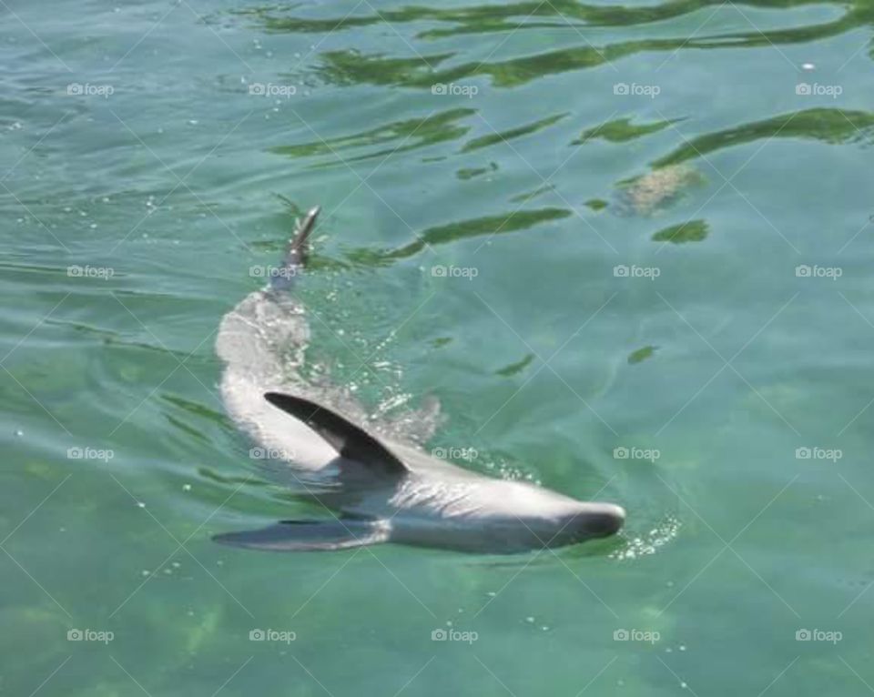 Dolphins in Cancun, Mexico
