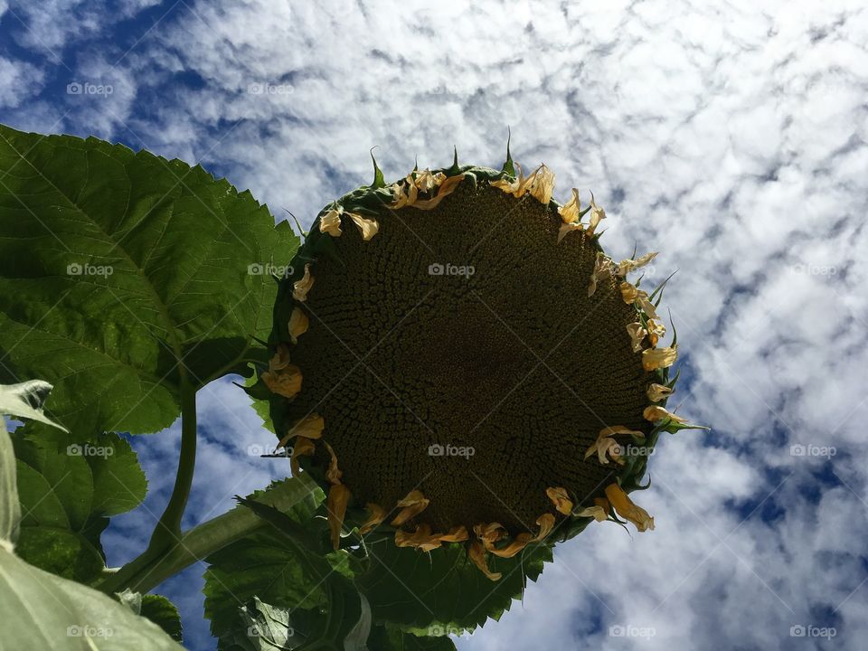 Big Sunflower Head