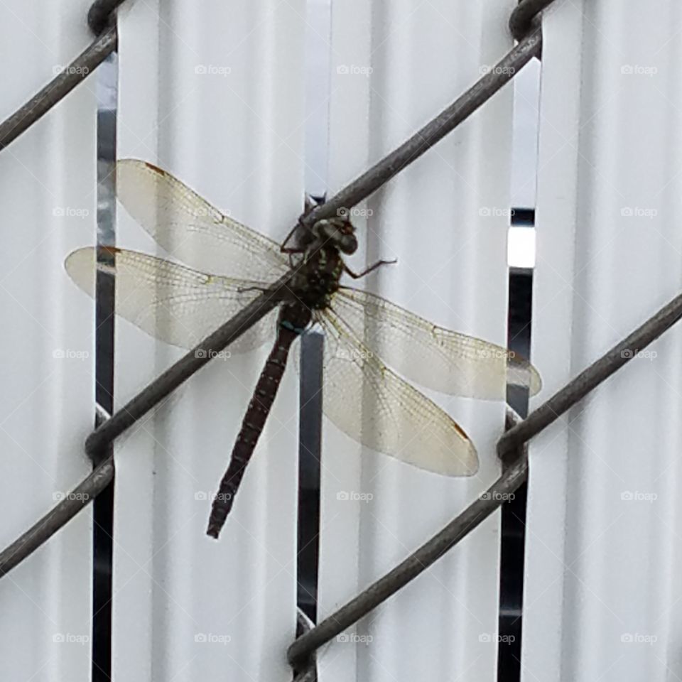 Dragonfly asleep on fence