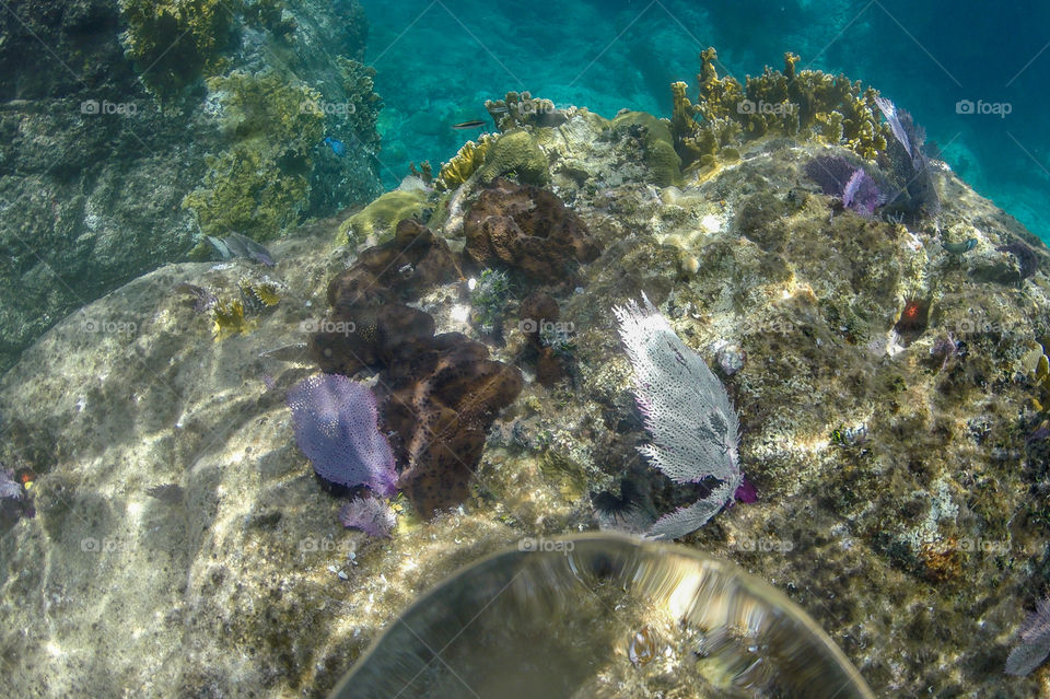 Underwater of coral in crystal clear Carribean waters. 