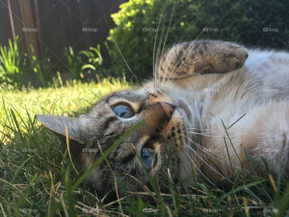Gray striped cat with cute blue eyes rolling in grass 