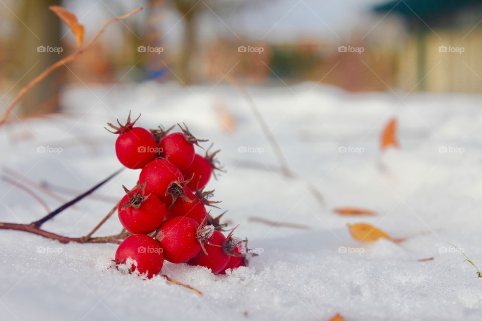 Red fruit on a cold
Weather 