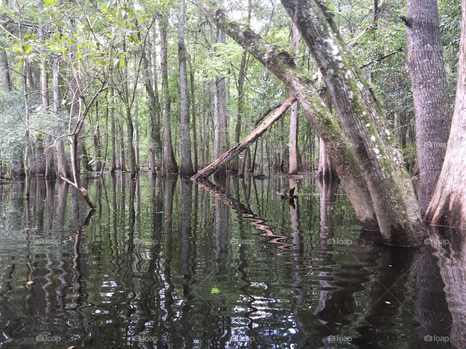 Down in the swamp on the Hillsboro River