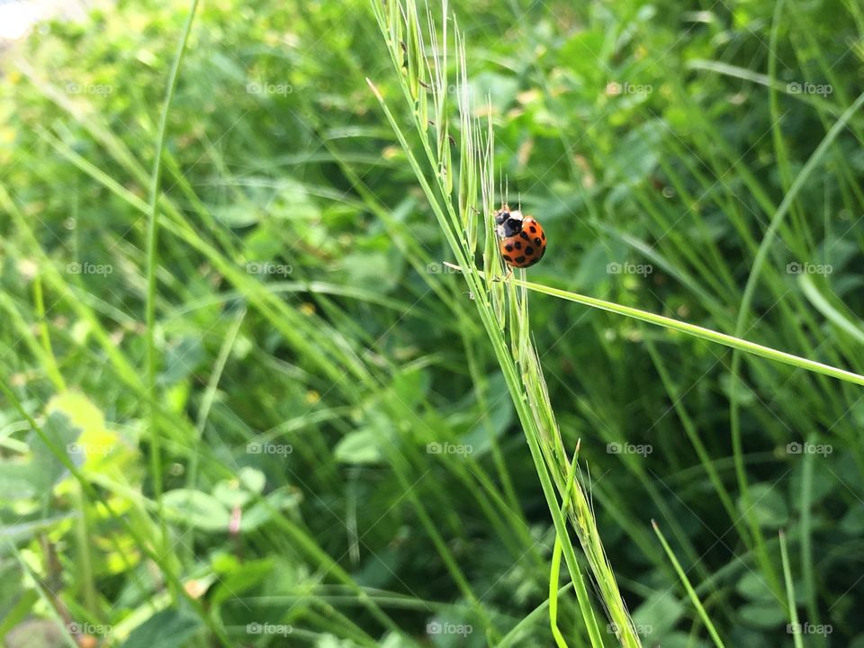 Dangling ladybug