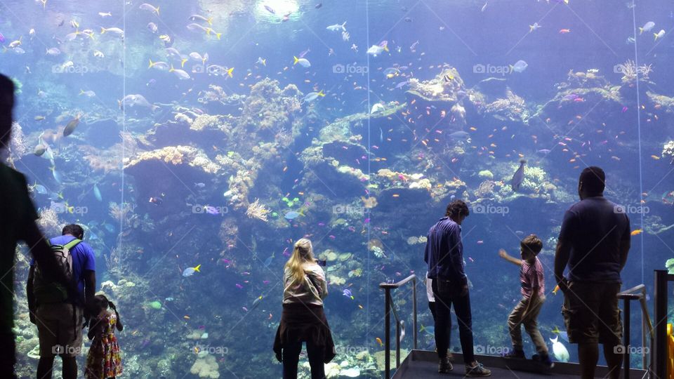 aquarium