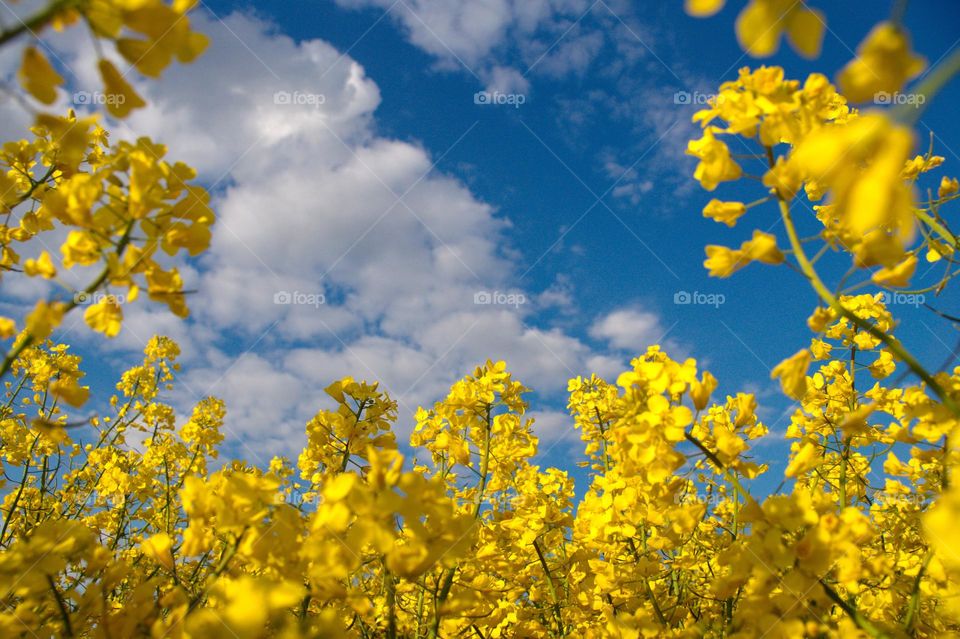 Yellow rapeseed flowers against a bright blue sky