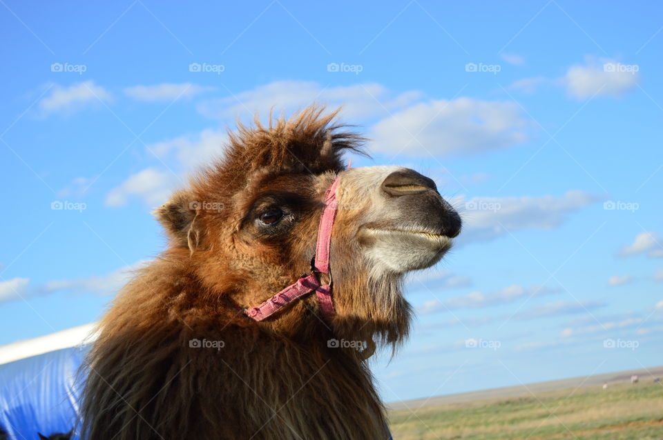 camel