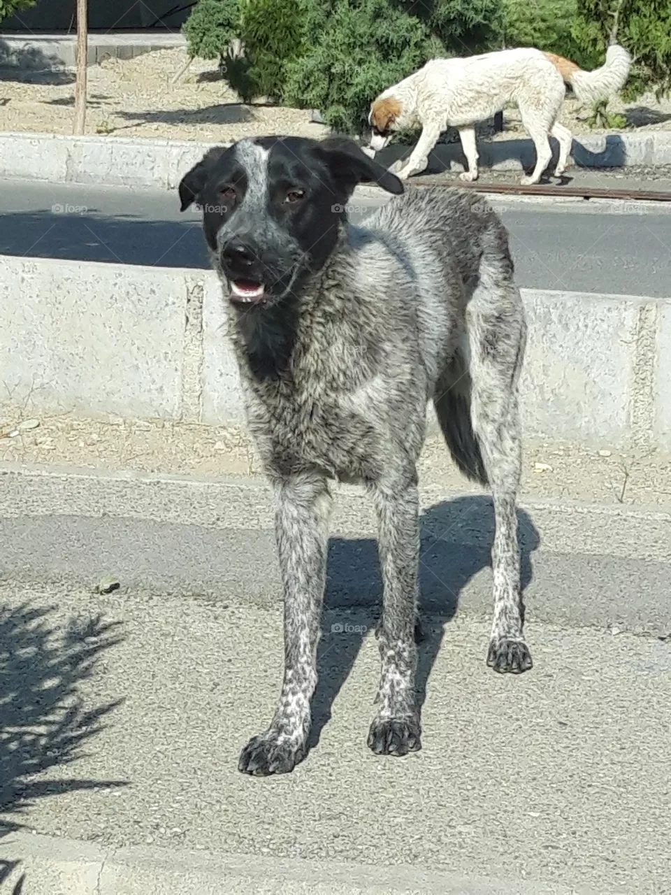 dog