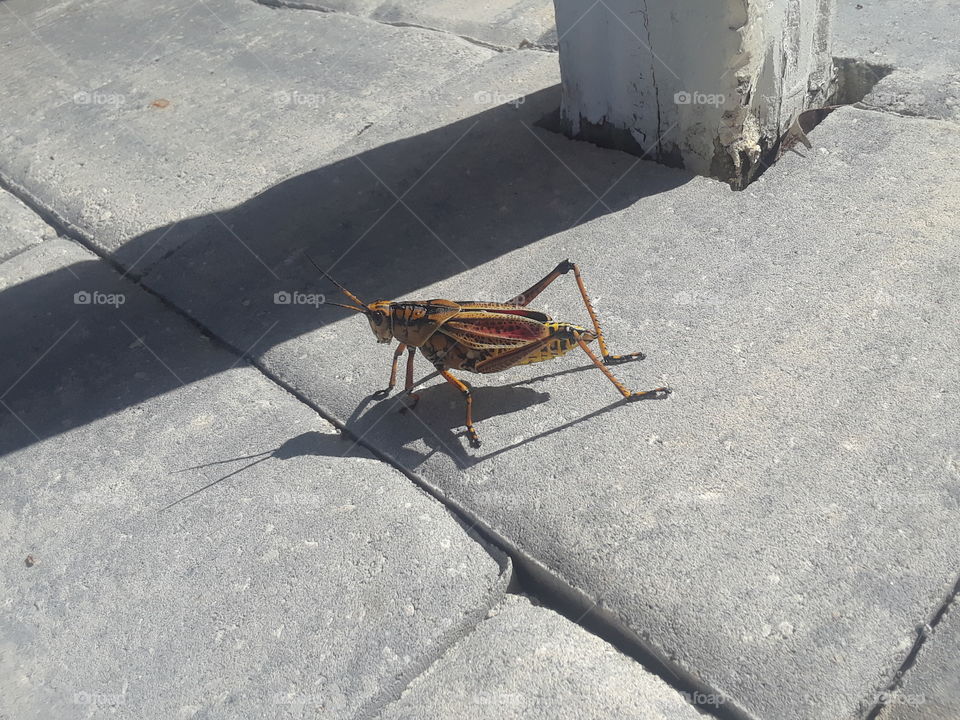Unidentified Florida Bug in New Smyrna Beach. Looks much like a grasshopper but is it? Maybe some sort of locust? Not quite sure but this thing was huge!!