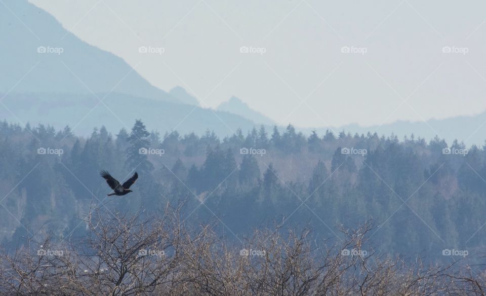 Juvenile eagle in flight