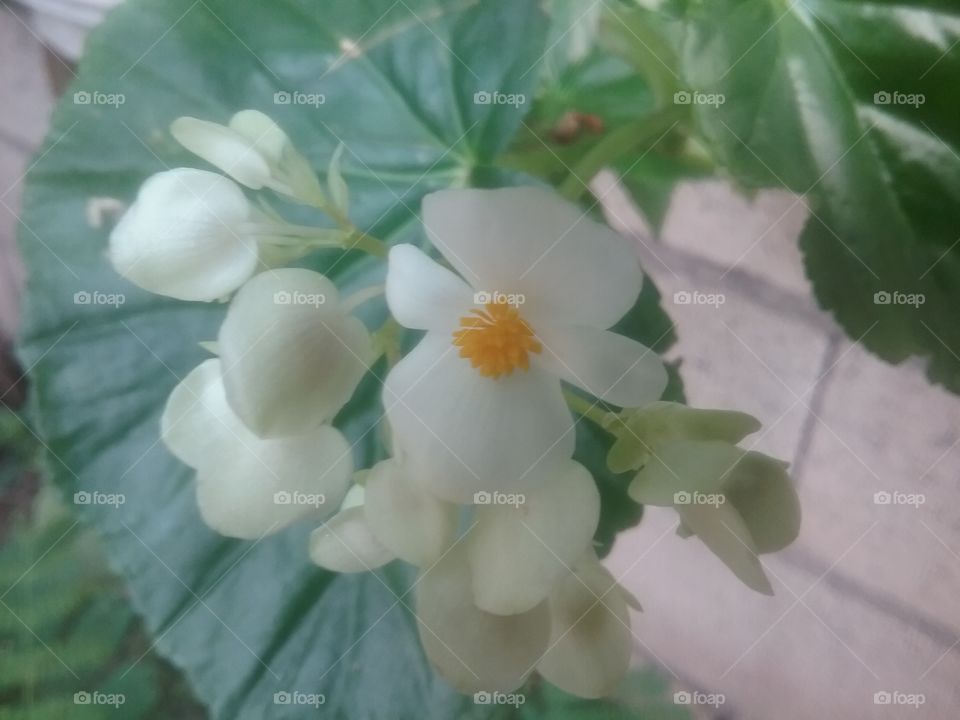 white petals