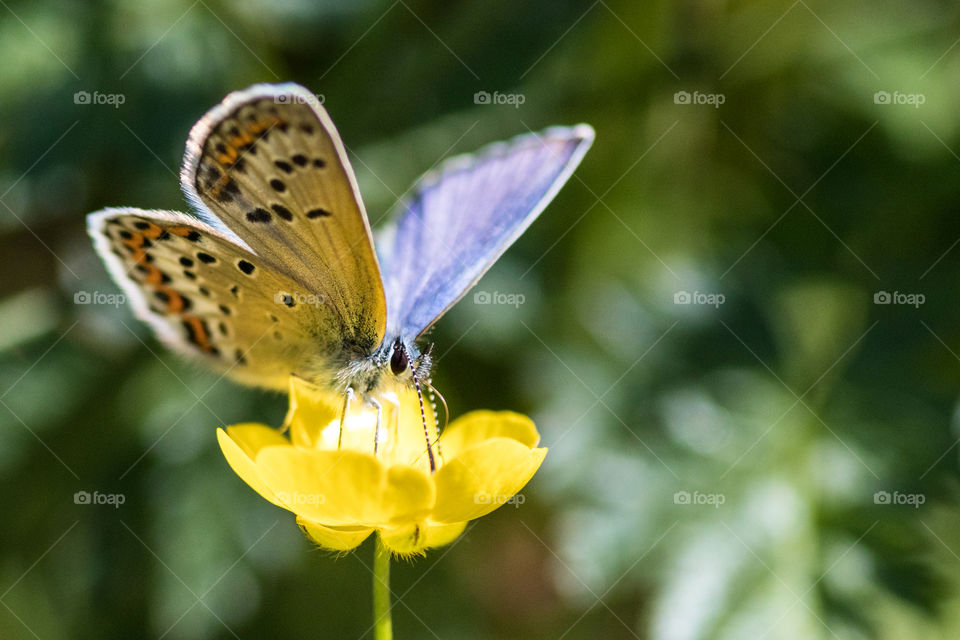 butterfly on a buttercup in the meadow in Sweden