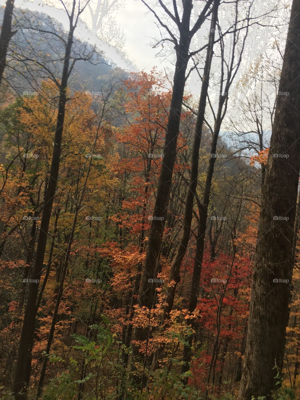 Fall, Wood, No Person, Tree, Leaf