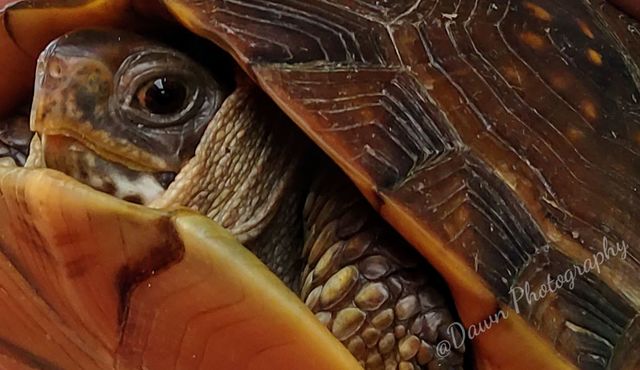 Eye of the Turtle