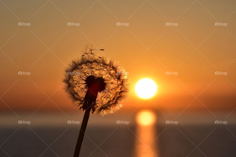 fluffy dandelion on sunrise sky and sea background in gdynia, poland