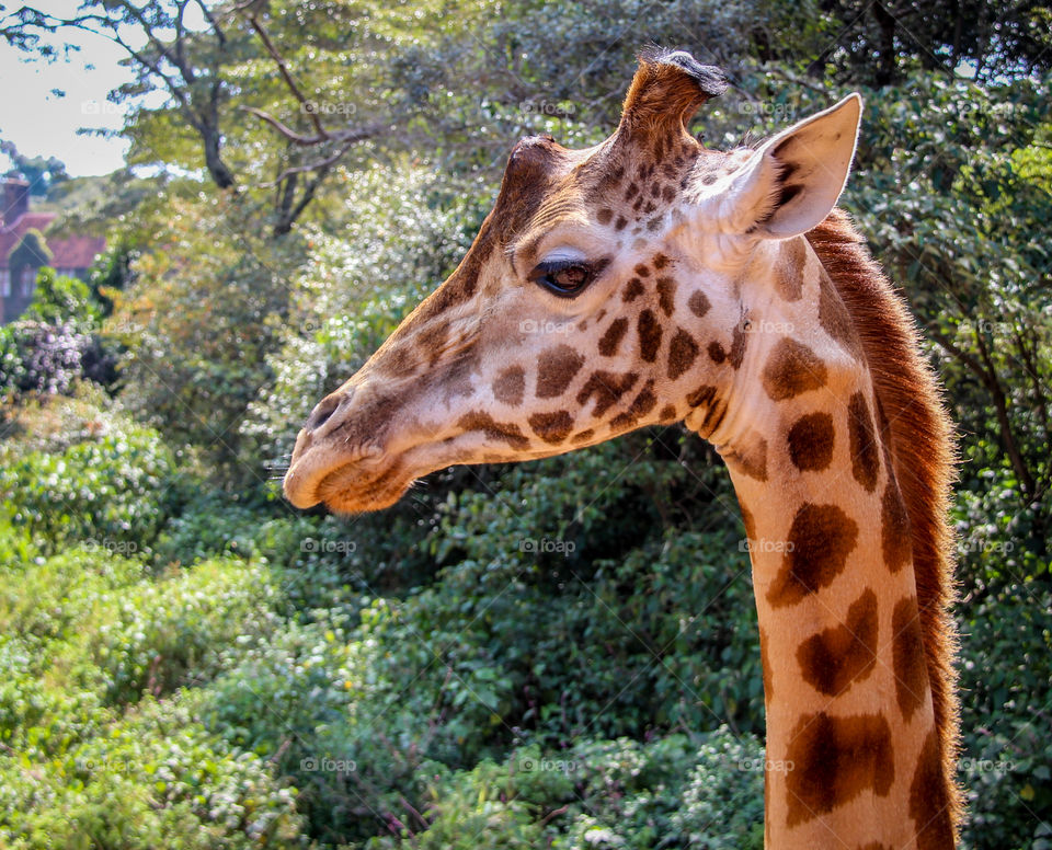 Portrait of a giraffe 