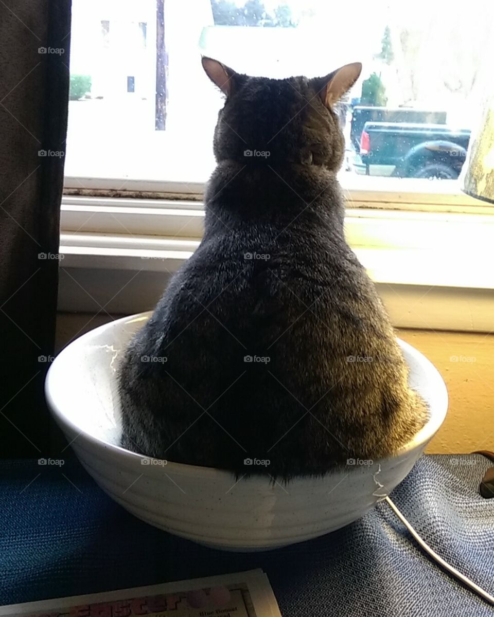 cat looking lonely in a bowl
