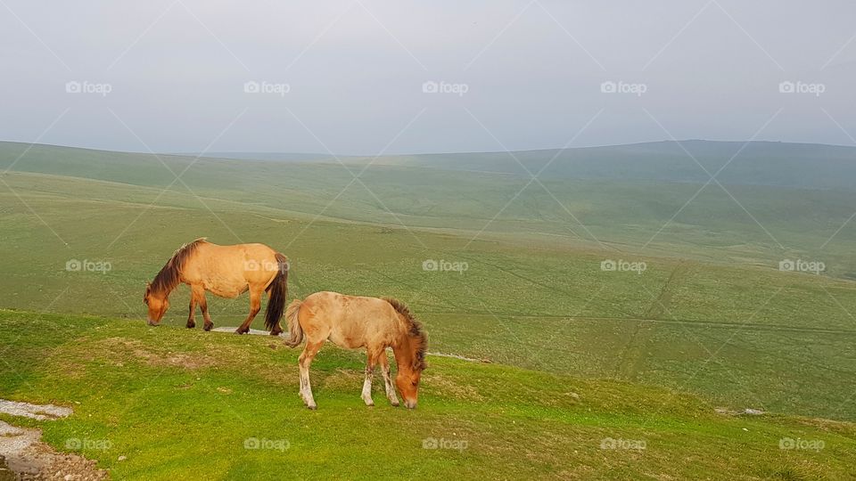 Dartmoor, pony's