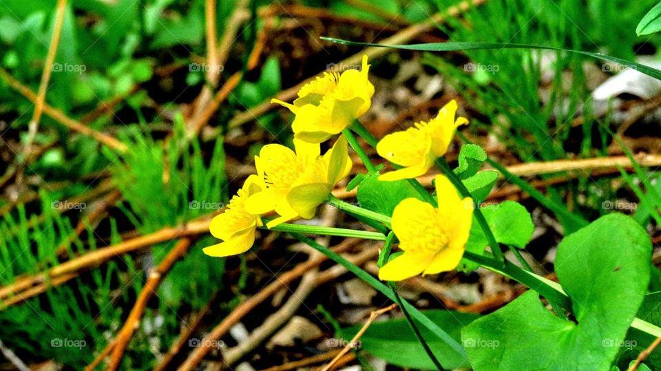 Wild Buttercups on beach