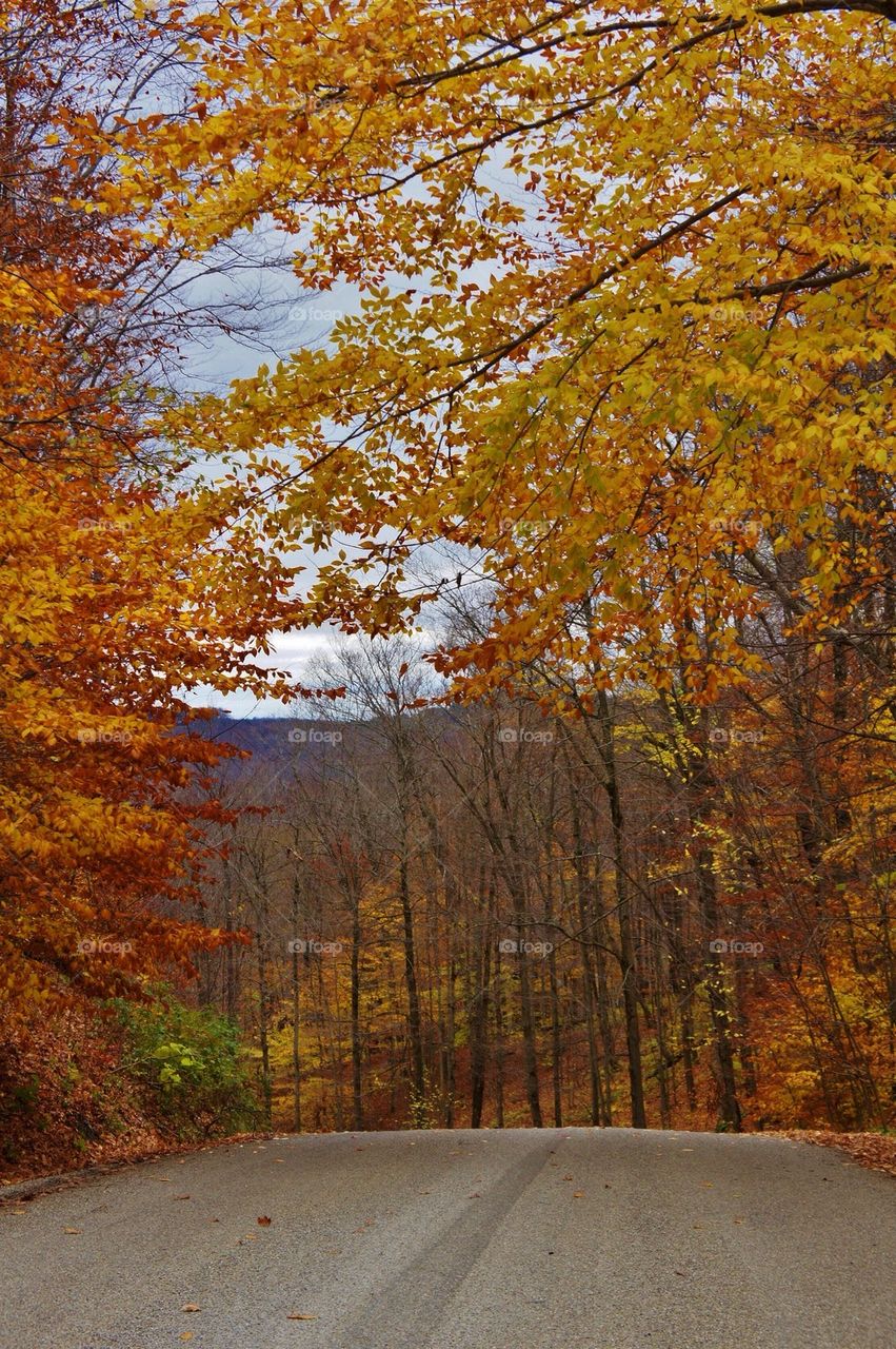 Street in the forest