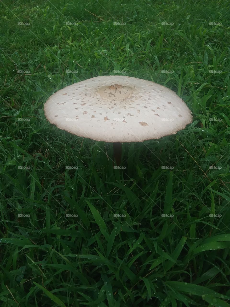 mushroom surrounded by a sea of grass