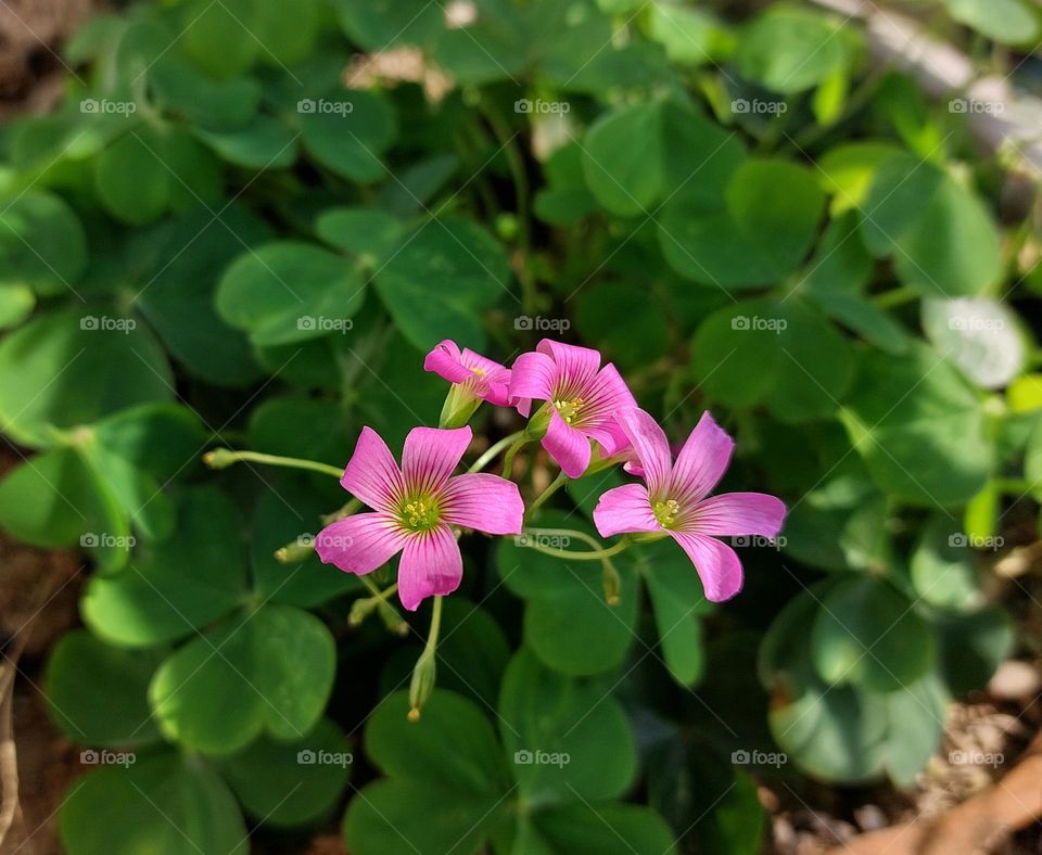 Pink Sorrell flowers in Vietnam