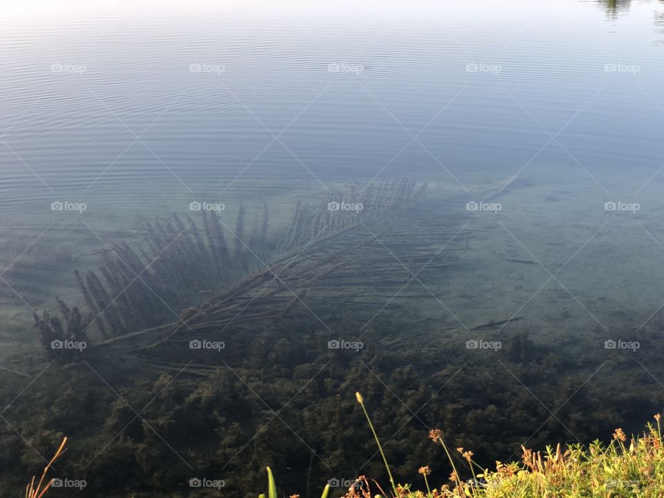 Palm frond submerged beneath the lake