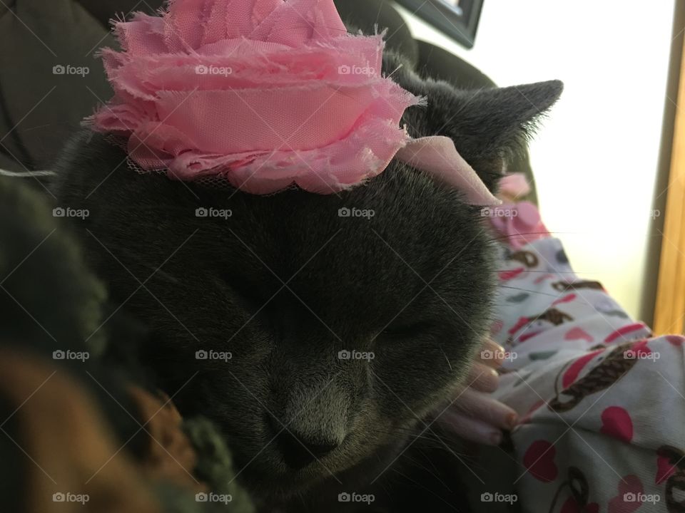 Cat wearing doll headband 