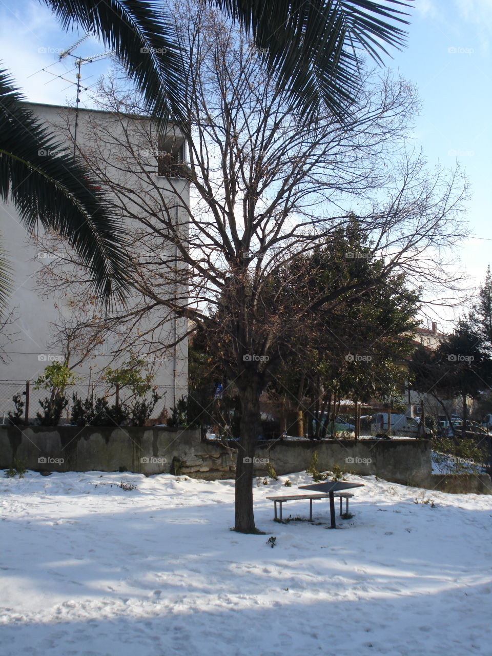 The Snow in the Front yard