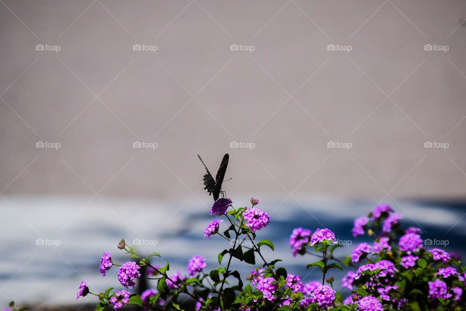 Butterfly sipping nectar from flowers 