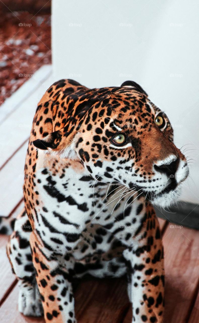 A beautiful leopard Portrait