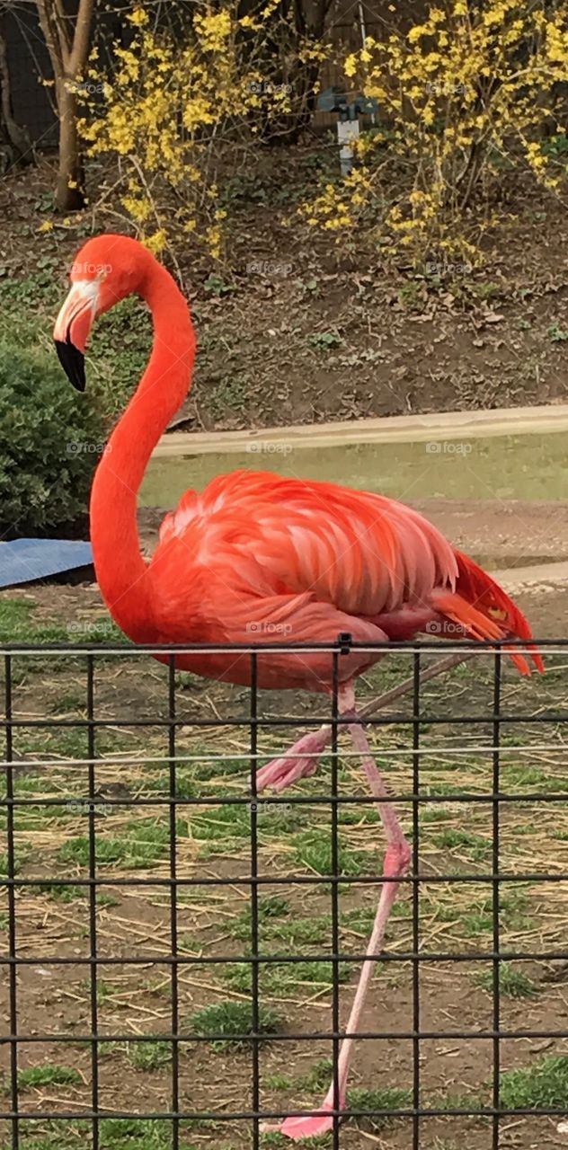 Caribbean Flamingo!
