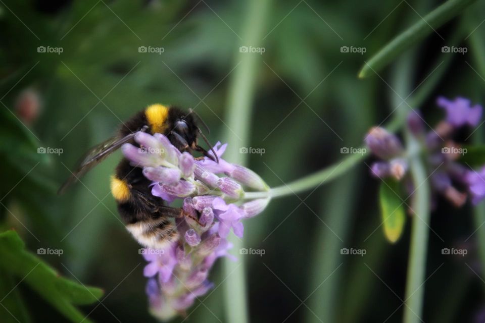 A bumble bee sits on purple lavender