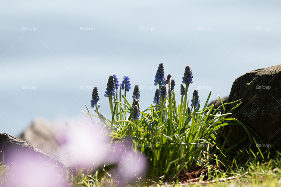 Nature, Grass, Flower, Summer, Field