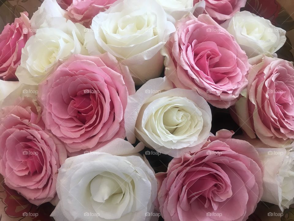 Крупные розы белые розовые в букете