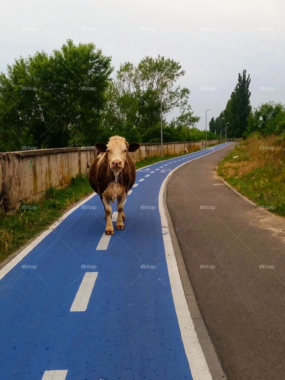 cow on the bike lane