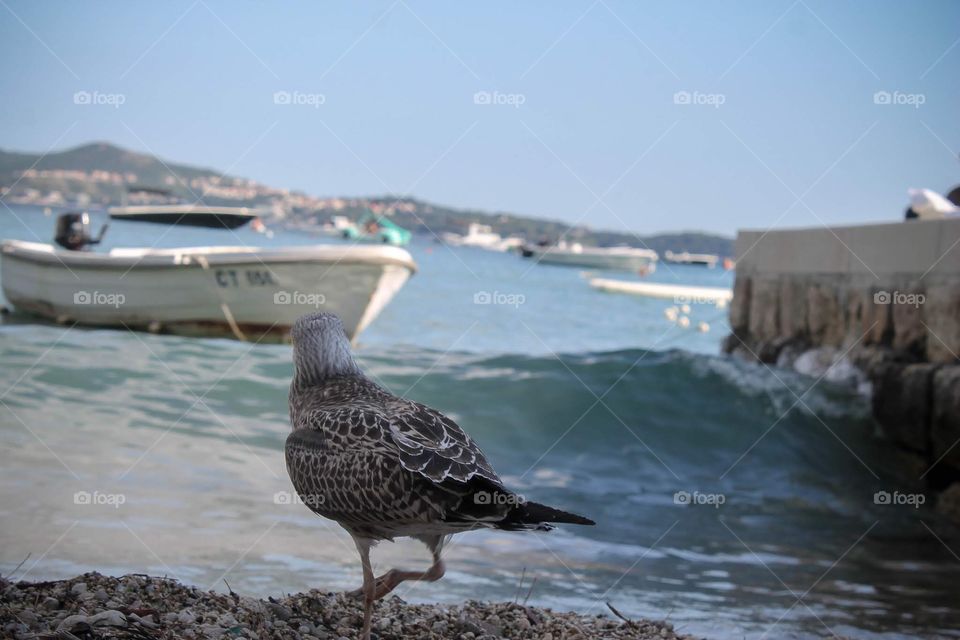Seagull