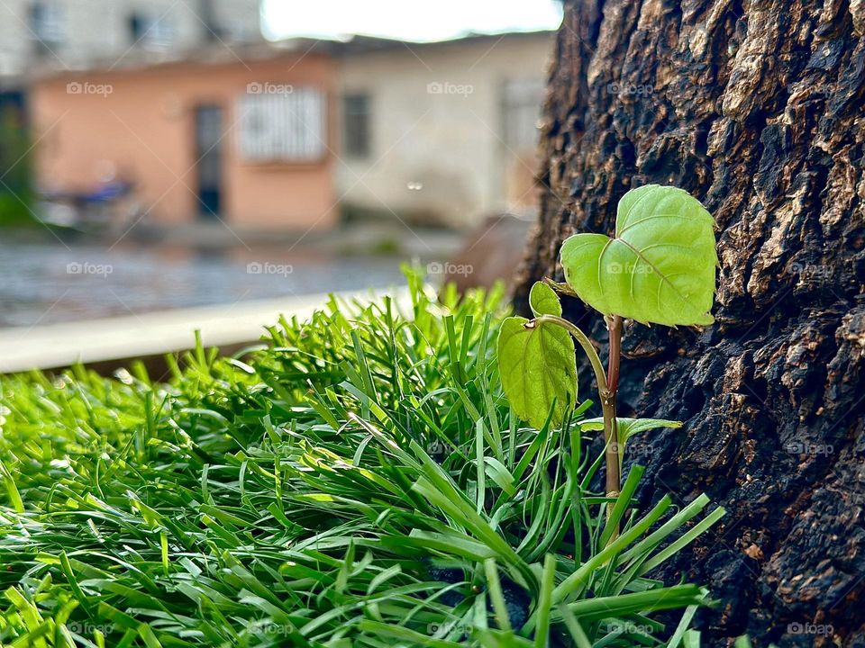 Alone green plant closed-up with grass around it, at the base of a brown tree stem on a sunny day.