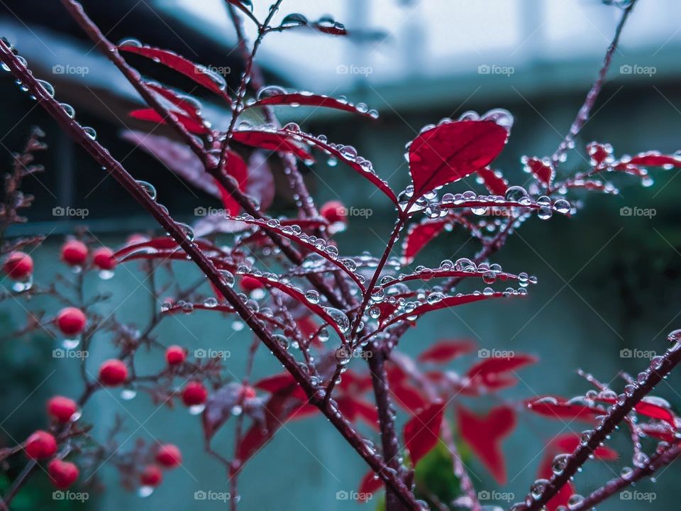 raindrops on a autumn