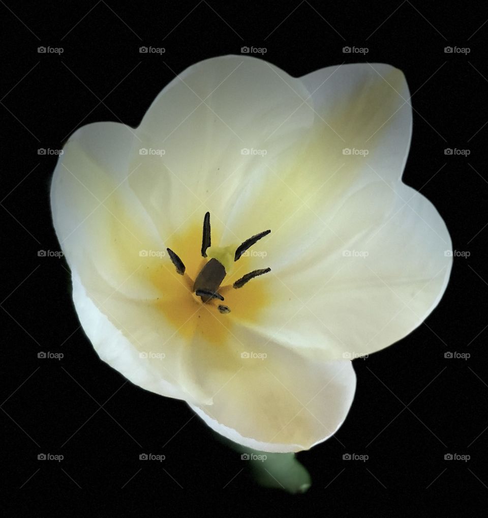 Garden tulip 