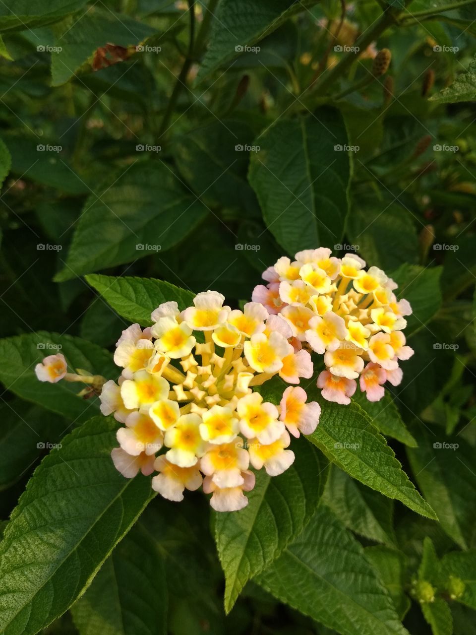 colorful flowers in garden