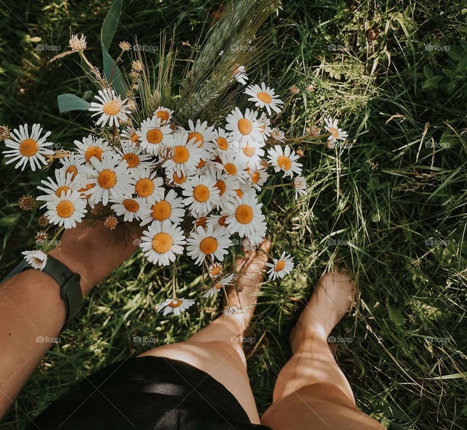 White daisies on a background of green grass