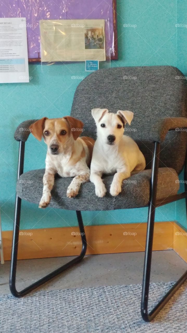 Pups at work