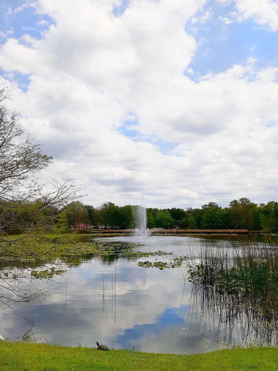 A beautiful cloudy day was had at Lake Lily Park in Maitland, Florida. There is a fountain in the middle of the lake and a bridge on one side.