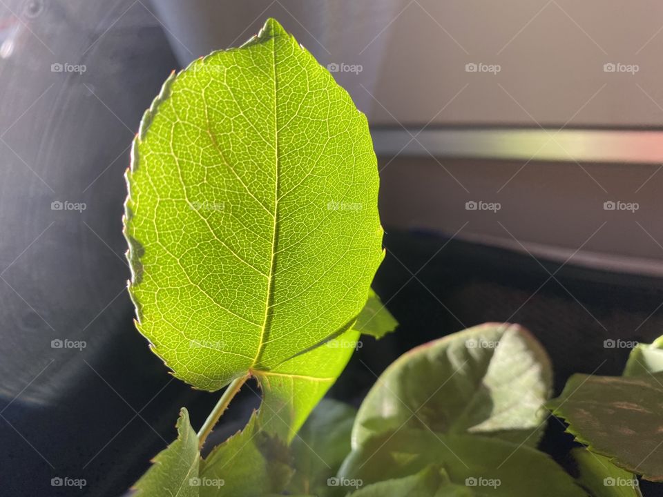 Leaf