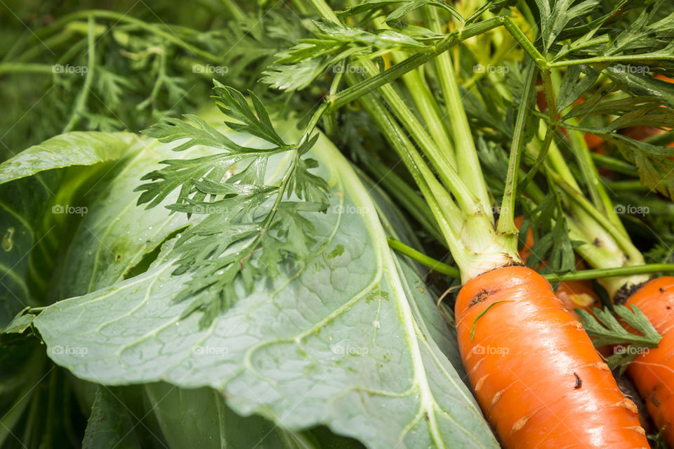 Fresh carrot from garden