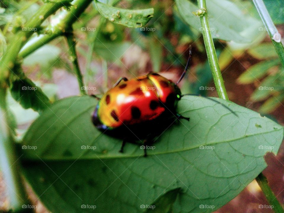 Insects with beautiful colors